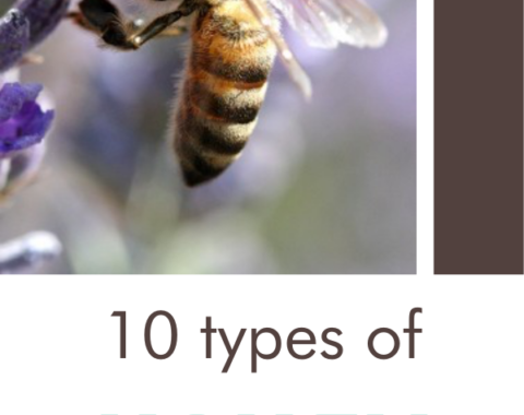 types of honey