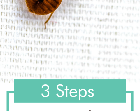 3-steps-to-removing-bed-bugs-from-your-home