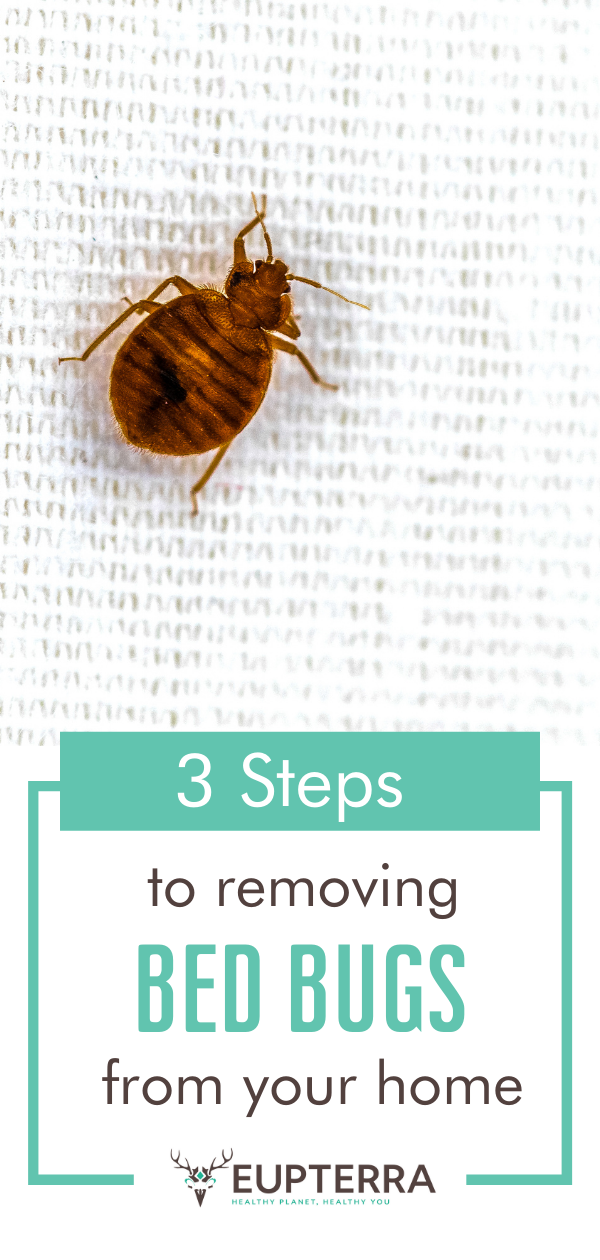 3 Steps to Removing Bed Bugs from Your Home • Eupterra