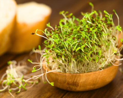 How to use alfalfa