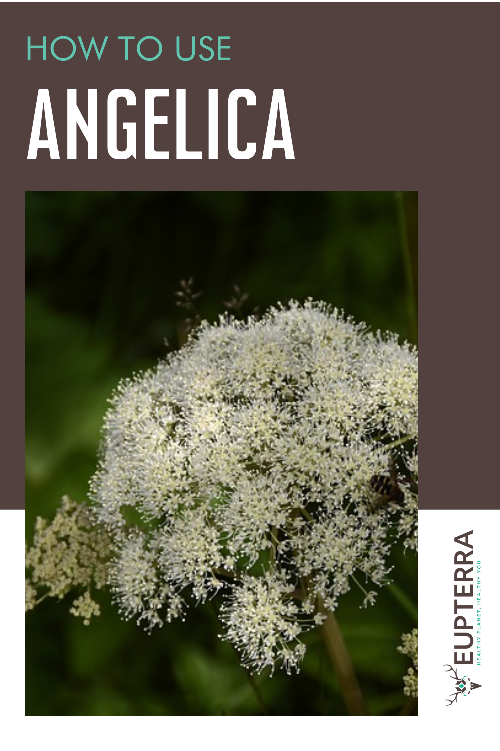 How to Use Angelica (Angelica archangelica) the root of angels, healing, and lore • Eupterra