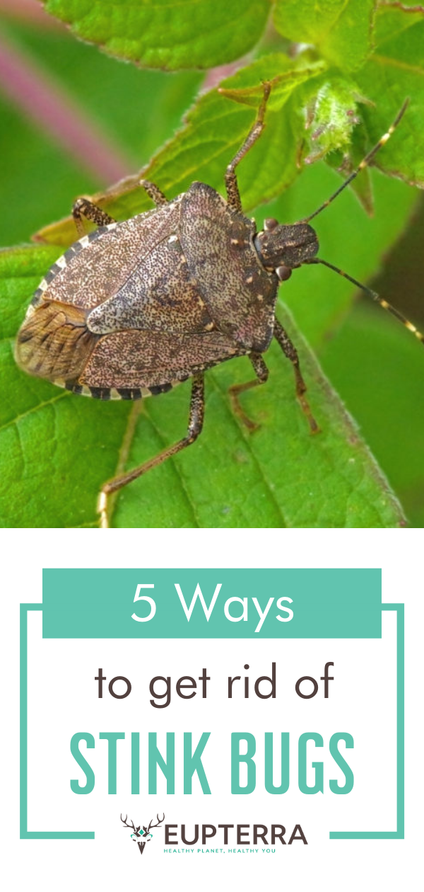 5 Ways to Win the War Against Stink Bugs • Eupterra