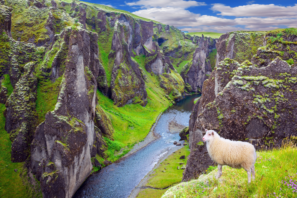 Icelandic lamb