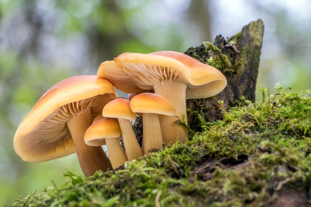 mushroom foraging