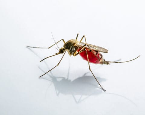 mosquito-extinction