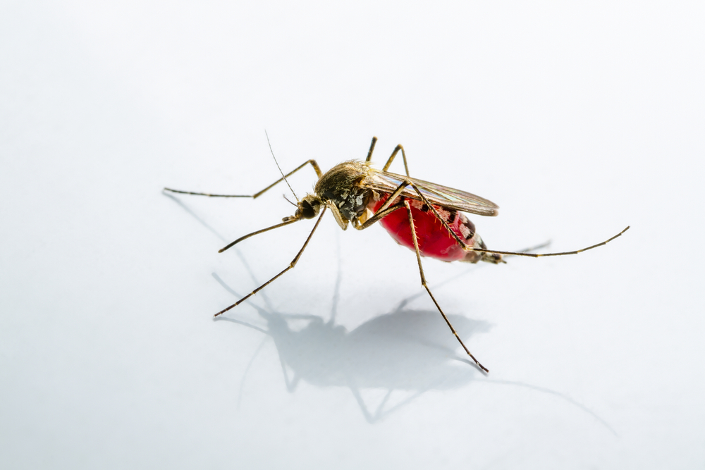 mosquito extinction