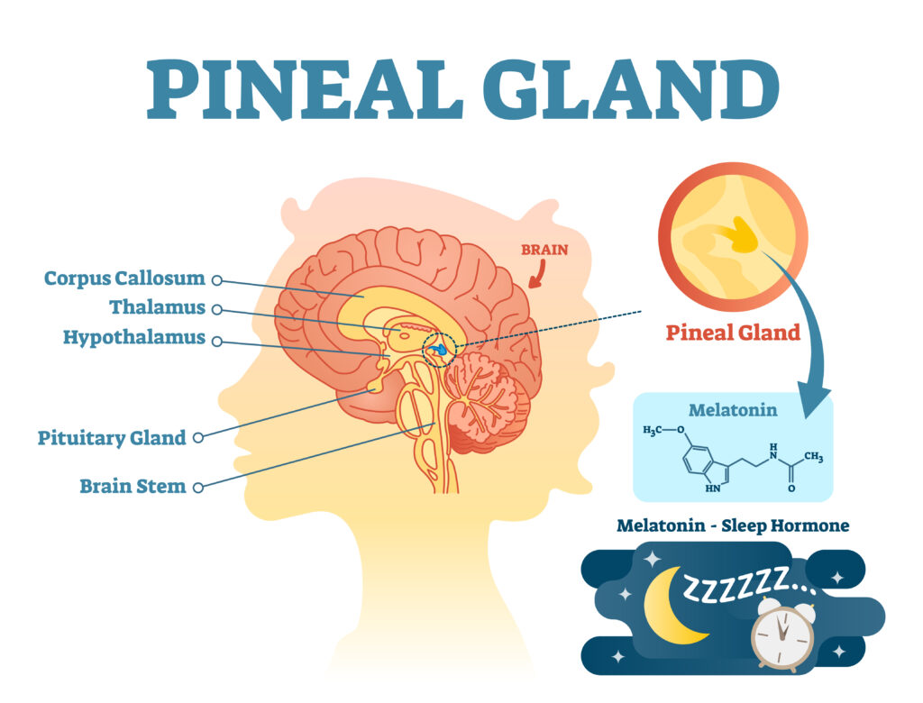 the pineal gland [function] 